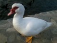 /album/fotos-de-tandil-buenos-aires/patito-simp-jpg/